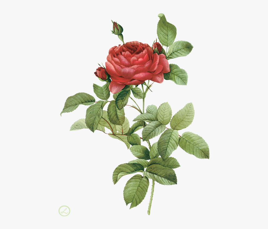 Flower Illustration Png Flower Illustration By Pierre - Rose Botanical Flowers Drawings, Transparent Png