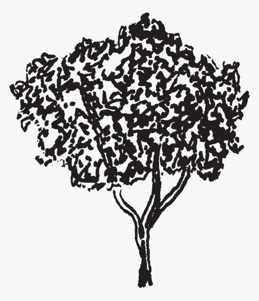 Tree - Illustration, HD Png Download