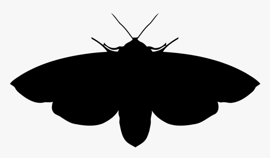 Moths - Brush-footed Butterfly, HD Png Download