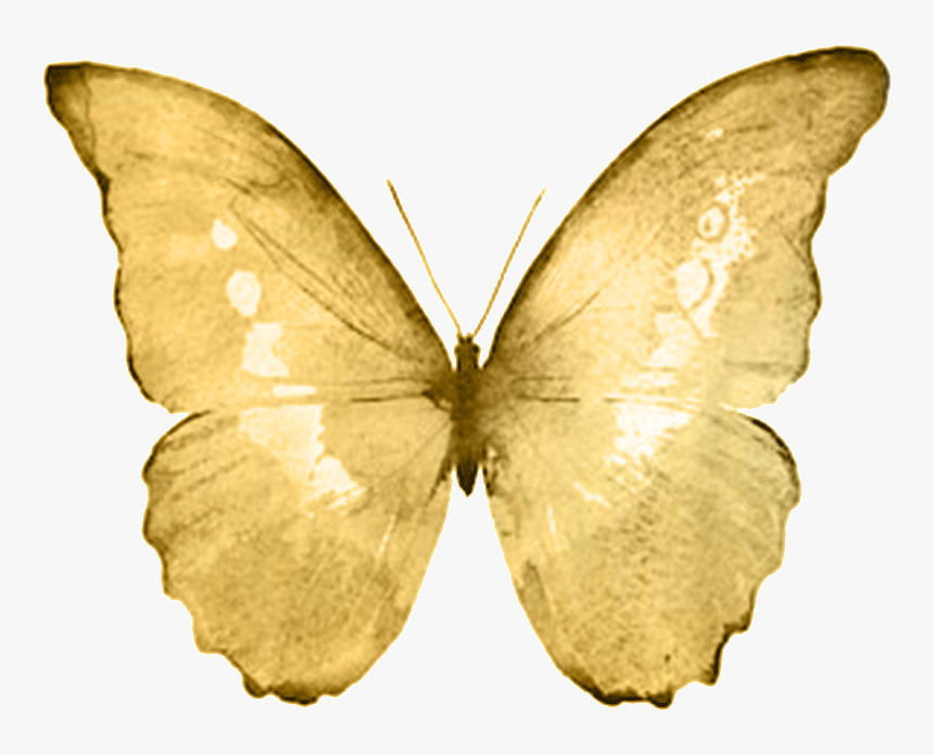 Goldb - Watercolor Butterfly White Background, HD Png Download