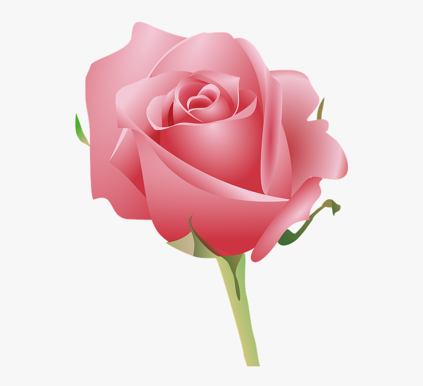 Transparent Pink Petals Png - Pink Rose With Good Morning, Png Download