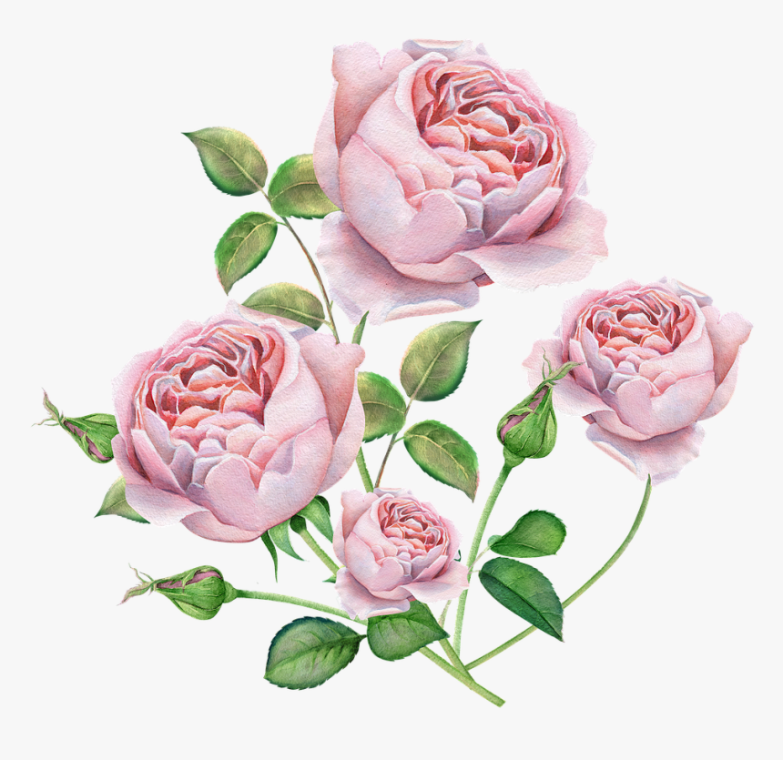 Rose, English, Rose Watercolor Roses, Pink Color, Beautiful - English Rose Photos Download, HD Png Download