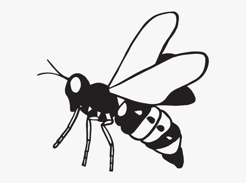 Net-winged Insects, HD Png Download