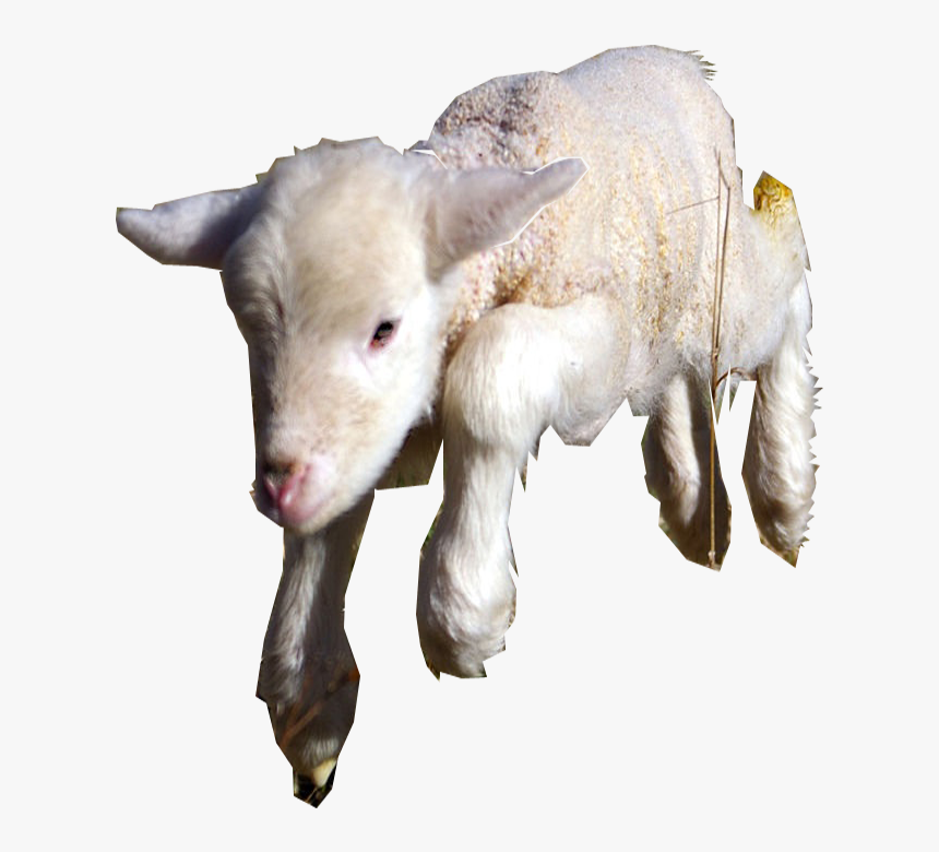 Sheep, HD Png Download