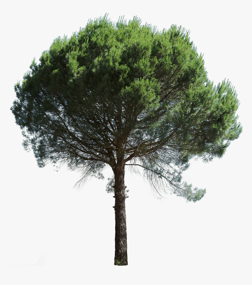 Pino Marittimo Prospetto Png, Transparent Png