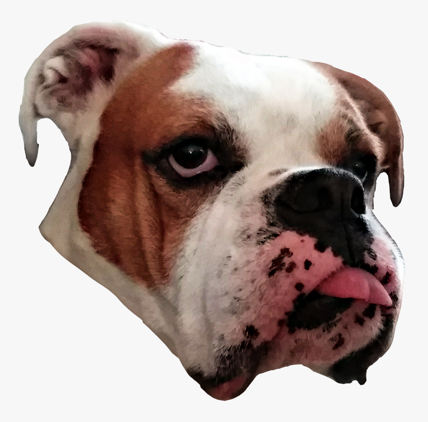 #dog #bulldog #funny #tongueout - Australian Bulldog, HD Png Download