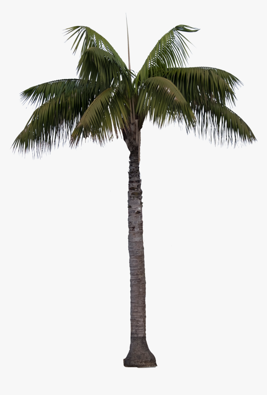 Queen Palm Transparent, HD Png Download