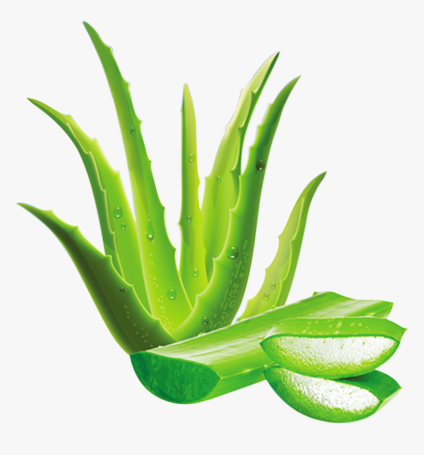 Aloe, HD Png Download