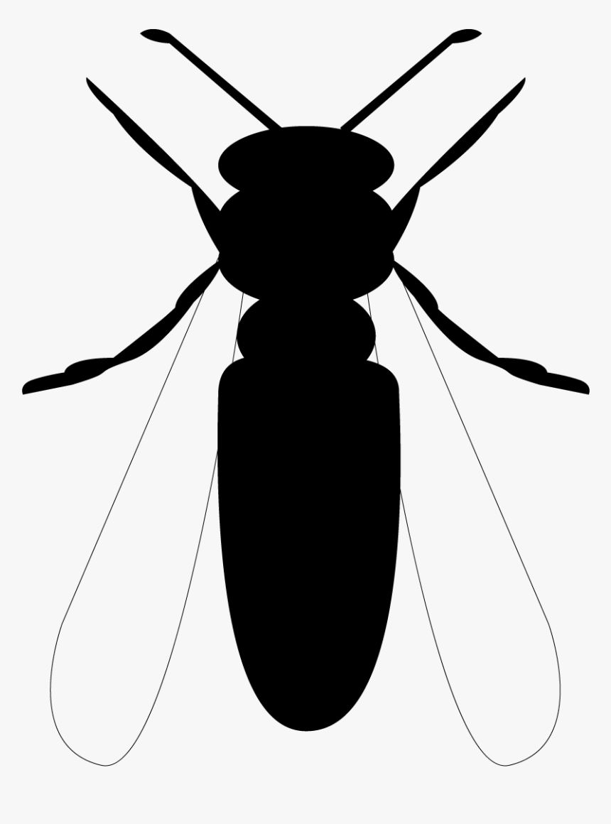 Longhorn Beetle, HD Png Download