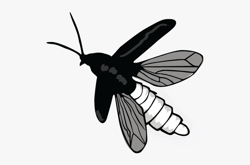 Net-winged Insects, HD Png Download