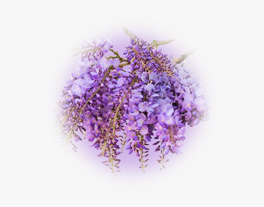 Violet, HD Png Download