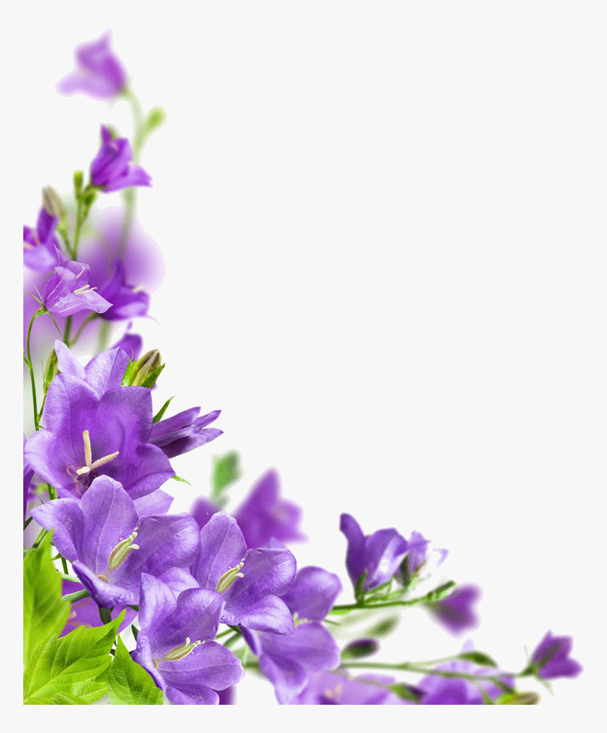 Imágenes Para Crear Firmas - Flore Para Decoracion Marcos, HD Png Download