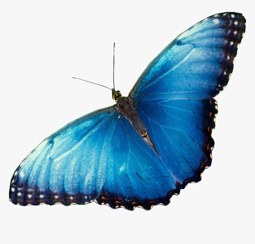 Beautiful Butterflies, HD Png Download