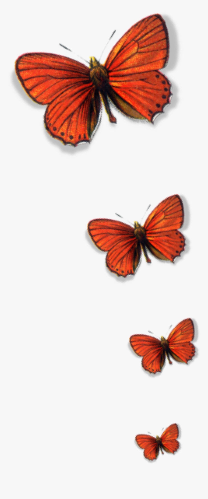 #butterflies #freetoedit - Butterflies, HD Png Download