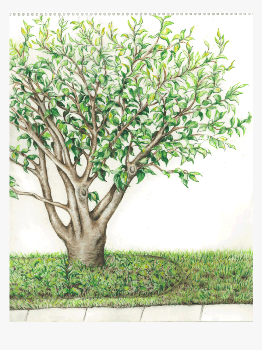 Summer Tree Watercolor, HD Png Download