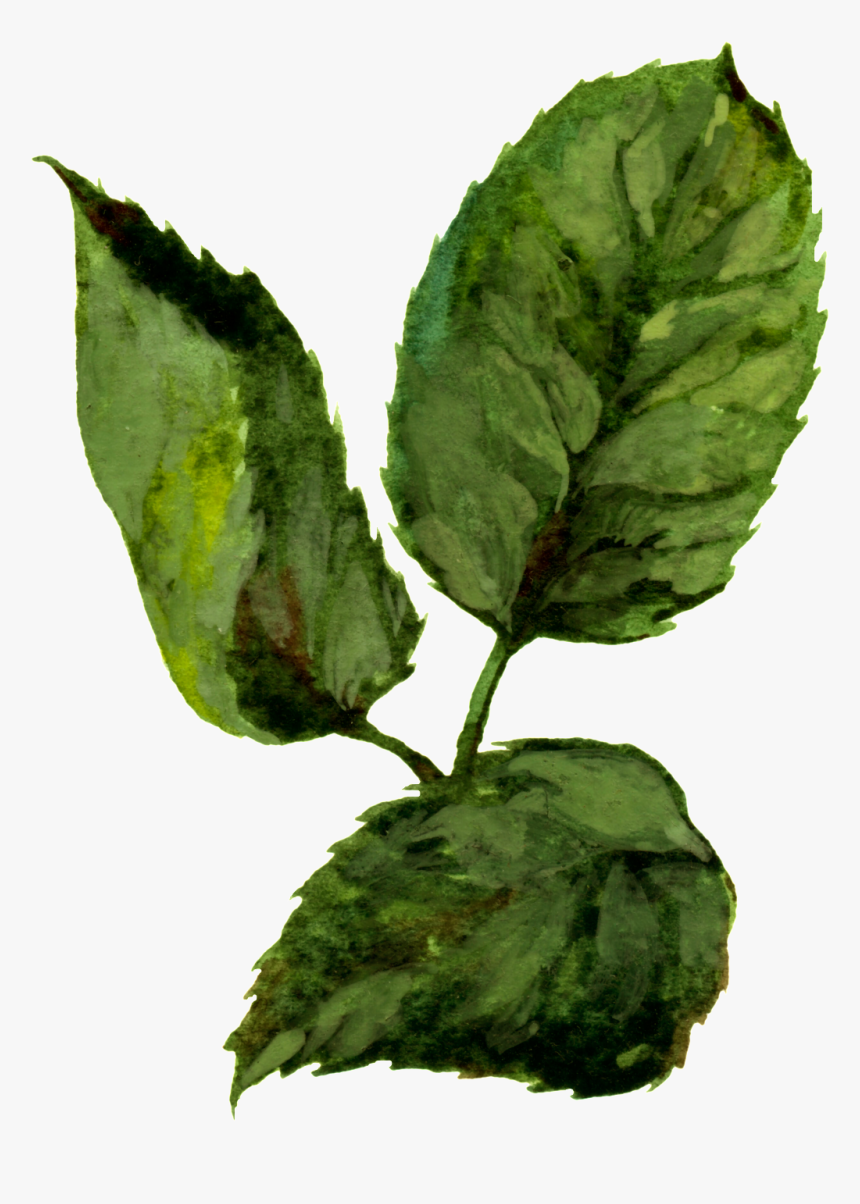 Hand Painted Three Slices Of Watercolor Leaves Png - Watercolor Png Leaves Painting Transparent, Png Download
