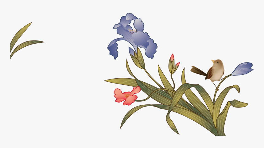 兰花绿植盆栽植被装饰花卉实物摄影 - Iris, HD Png Download