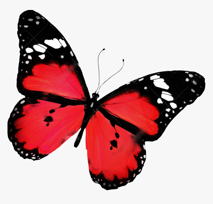 #butterfly #red #beautiful #freetoedit - Butterfly Flying, HD Png Download
