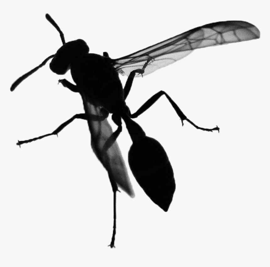 Net-winged Insects, HD Png Download