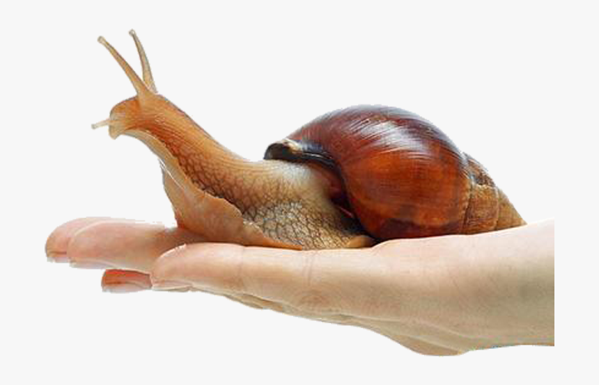 Snail Png Free Download - Giant African Snail Png, Transparent Png