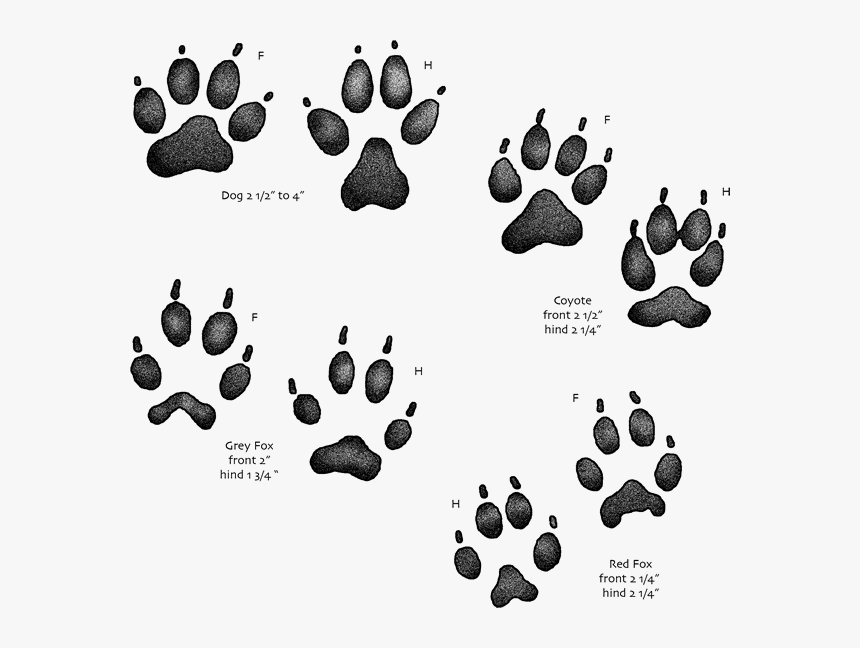 Usgs Kids Animal Tracks, HD Png Download