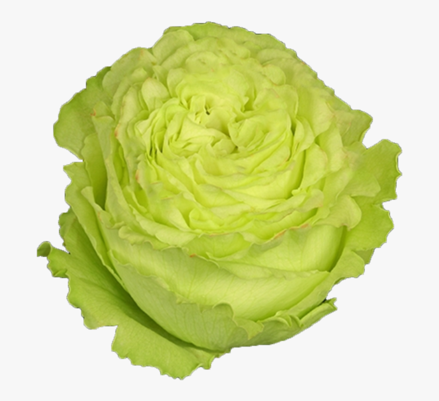 Iceburg Lettuce, HD Png Download