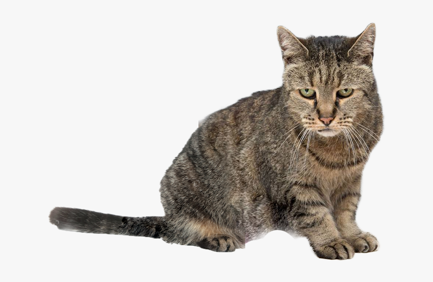 Oldest Cat, HD Png Download