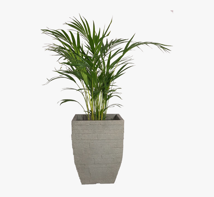 Palm Plant Basket, HD Png Download