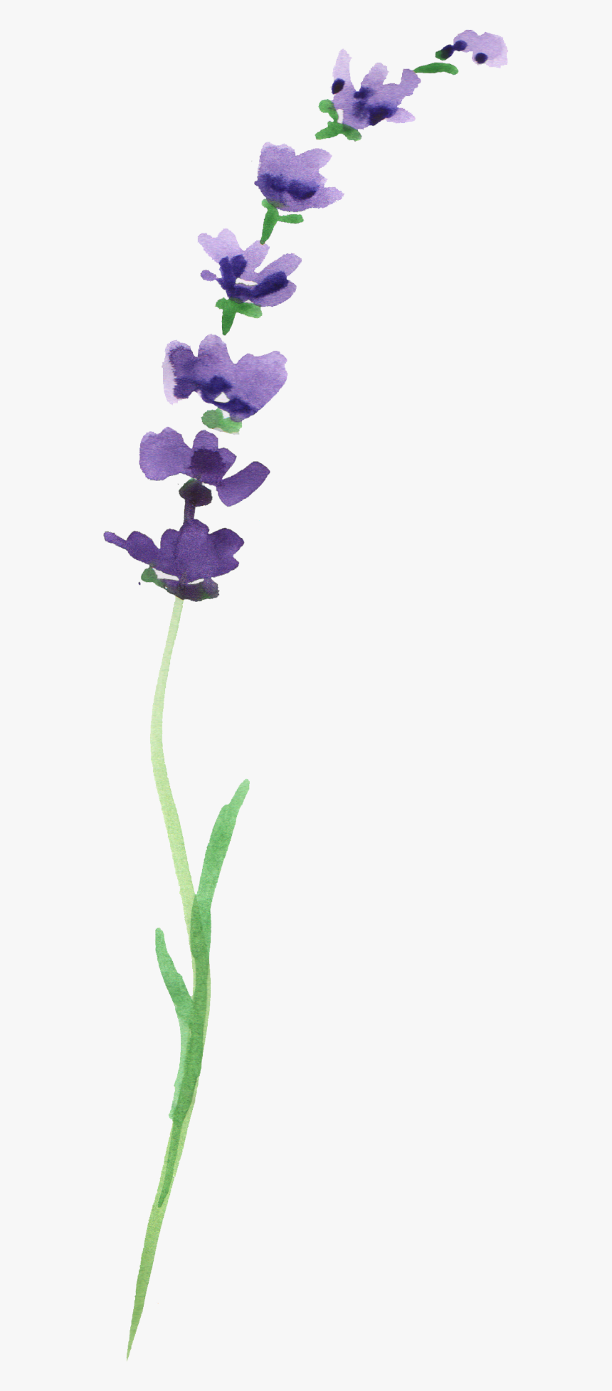 #ftestickers #flower #watercolor #lavender - Moth Orchid, HD Png Download