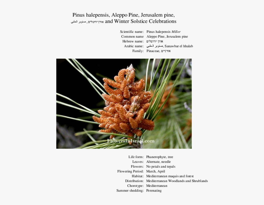 Pinus Halepensis Male Cone, HD Png Download