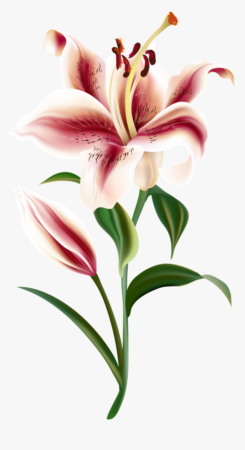 Un Transparente Png Ornamental Para Un Corazon Rojo - Vector Lily Flower Shutterstock, Png Download