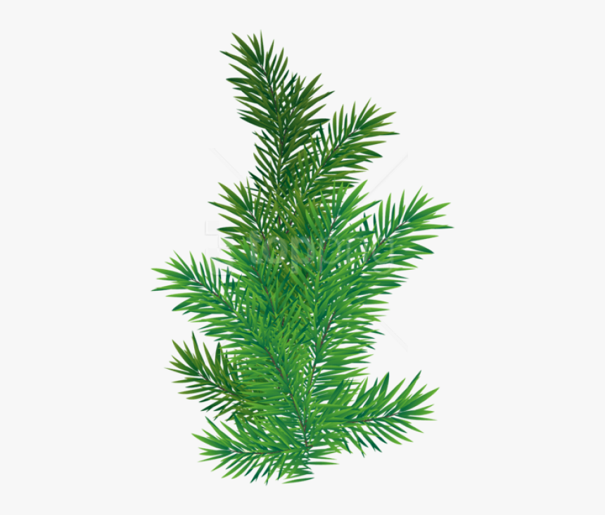 Pine Tree Branch Png, Transparent Png