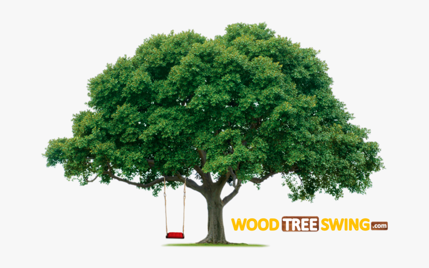 Oak Tree Transparent Background - Transparent Background Oak Tree Png, Png Download