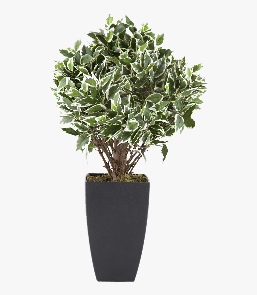 Flowerpot Houseplant Euclidean Vector Tree - Potted Shrub Png, Transparent Png