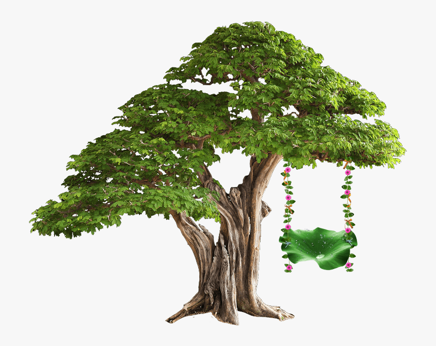#tree #swing #treeswing - Plant Tissue In Hindi, HD Png Download