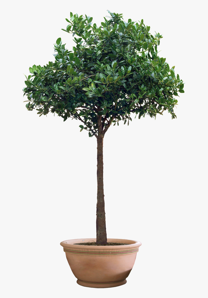 Plant Png Potted Flower Image, Transparent Png