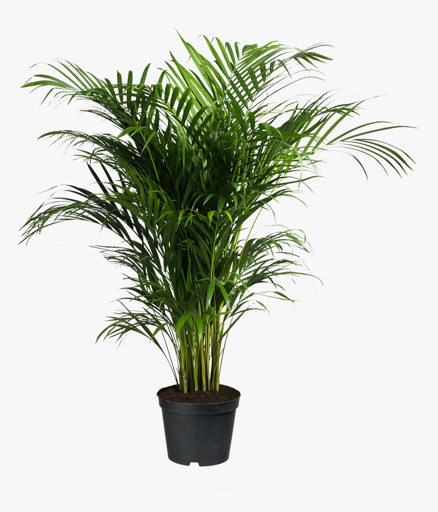 Plants Ravenea Houseplant Areca Palm Forsteriana Potted - Palm Tree Indoor Png, Transparent Png
