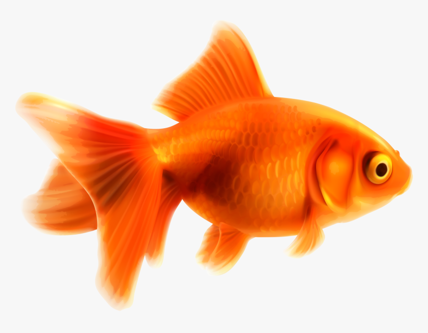Fish,tail,organism,bony Fish,ray Finned Fish,marine - Goldfish, HD Png Download