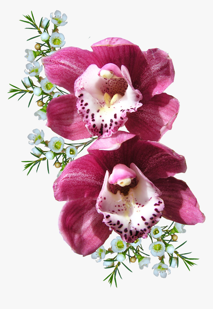 Orchid Flower Png Image - Orchid Png, Transparent Png