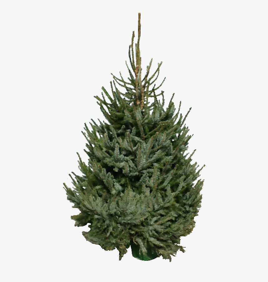 Pot Culture Omorika - Christmas Tree, HD Png Download