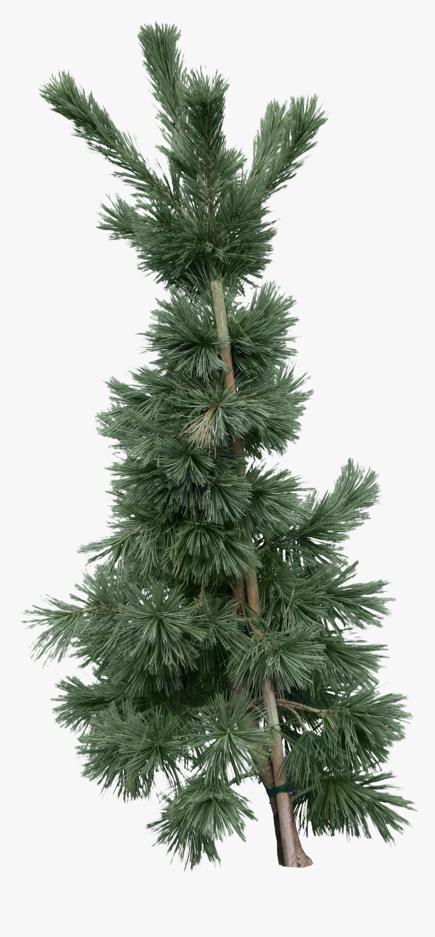 Fir-tree Png Image - Fir, Transparent Png