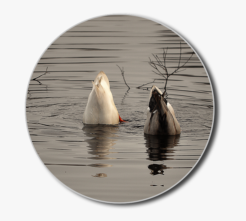 Ducks, Png, Diving, Water, Lake, Water Bird, Animal - Canvasback Duck, Transparent Png