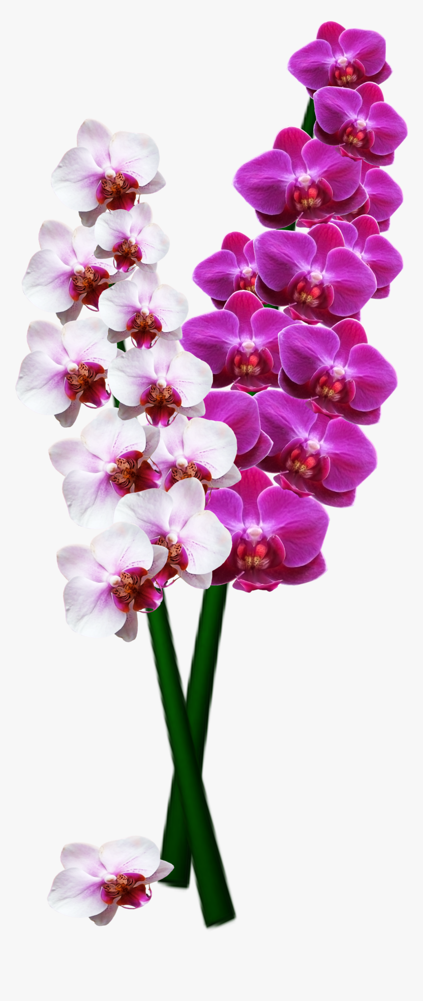 Orchid Png Image - Orchid Flower Long Png, Transparent Png