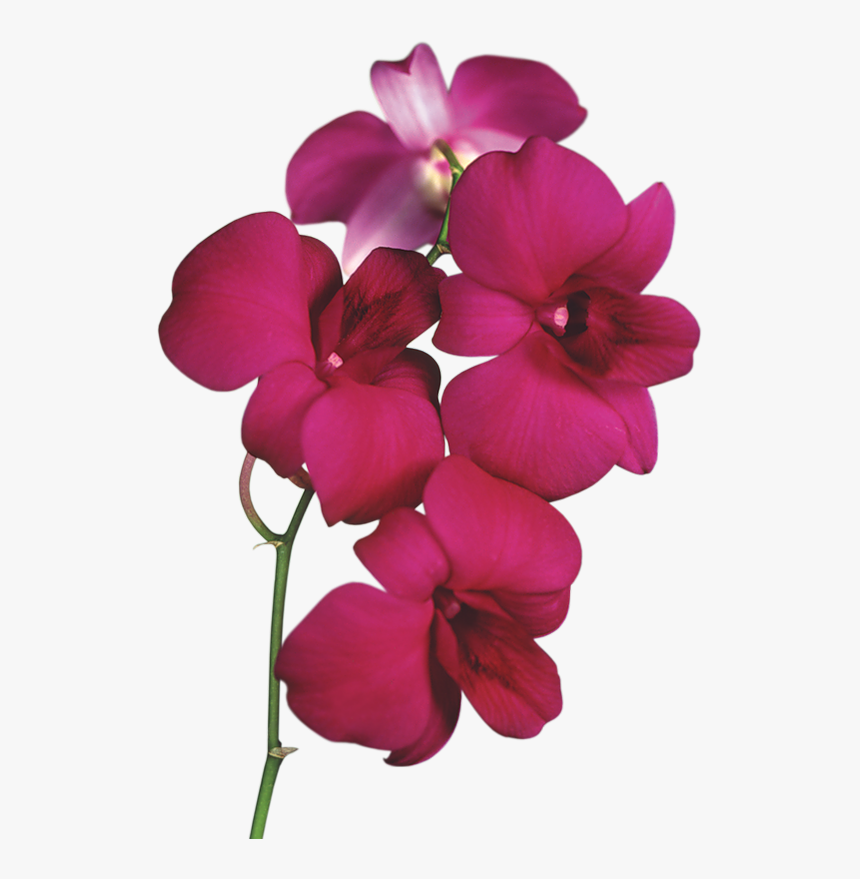 Clip Art Red Orchid Flowers - Orchid Clipart, HD Png Download