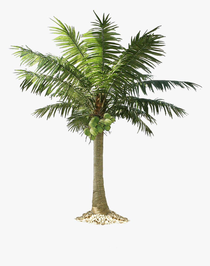 Tree,plant,palm Tree,arecales,date Palm,elaeis,woody - Transparent Coconut Tree Png, Png Download