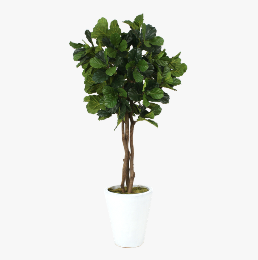 Fiddle Leaf Tree Transparent, HD Png Download