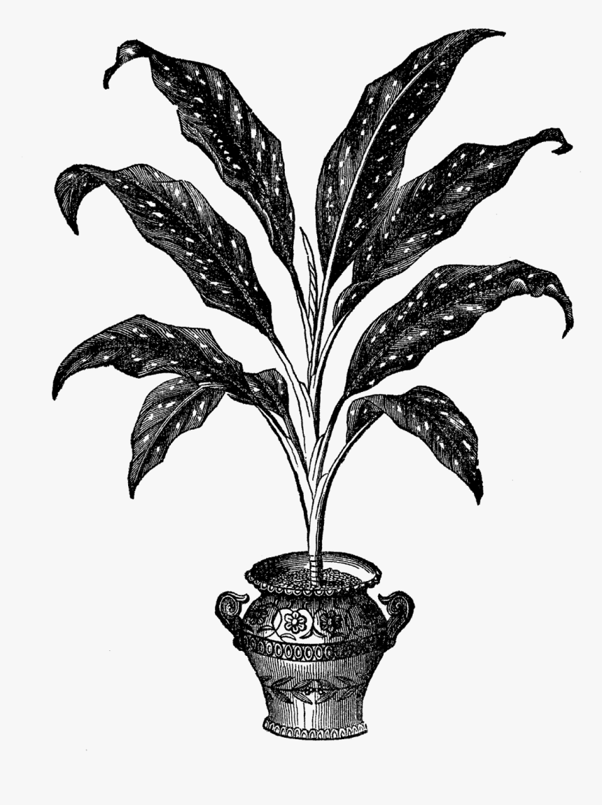 Plant Illustration Botanical Image - Digital House Plant Illustration, HD Png Download