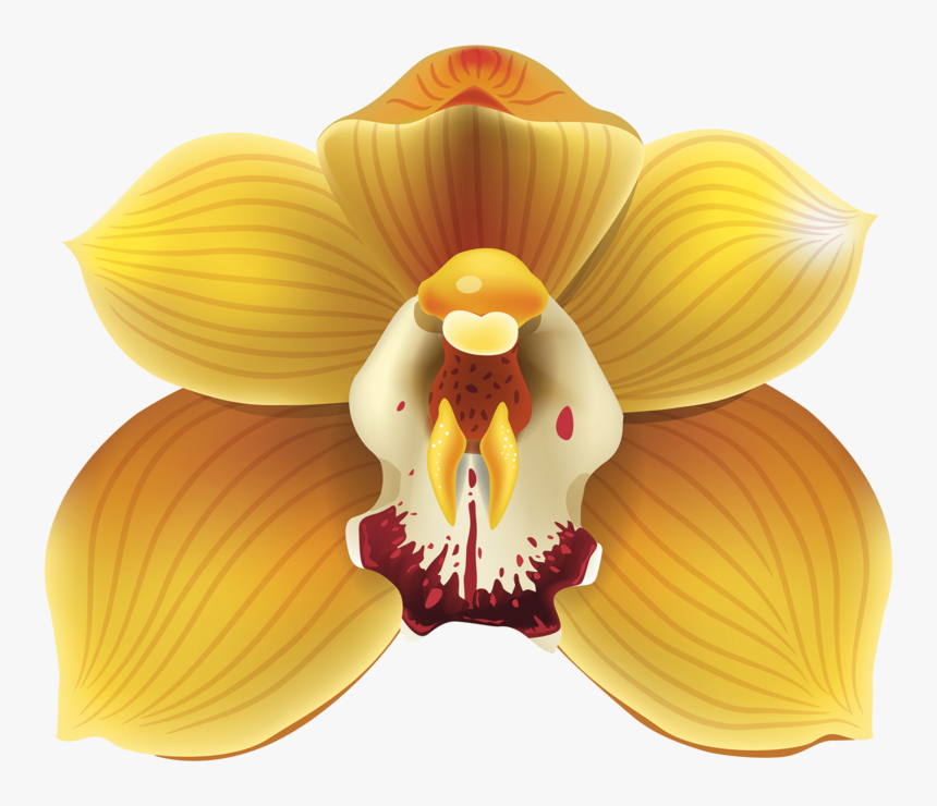 Yellow Orchids Png, Transparent Png
