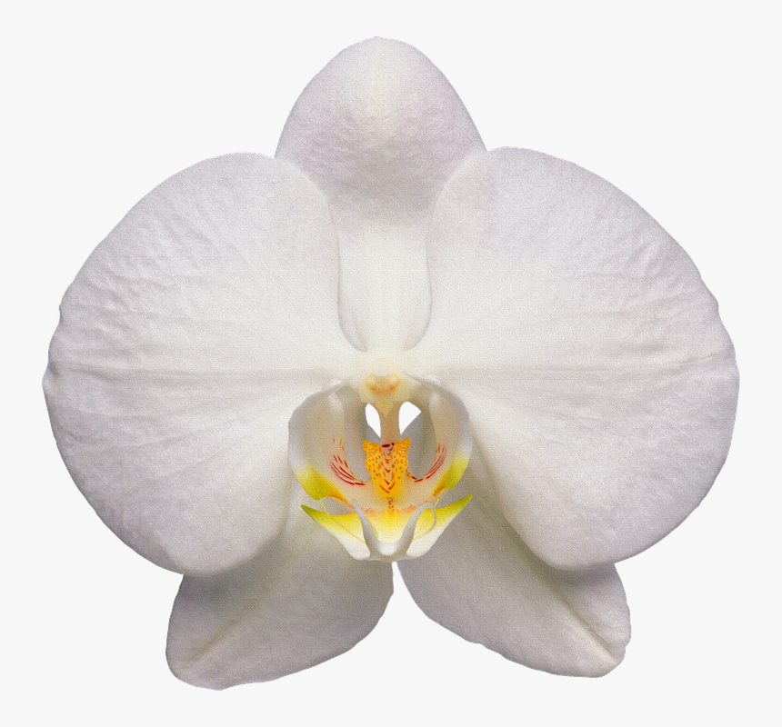 Orchid, Flower, White - White Orchid Flower Transparent, HD Png Download