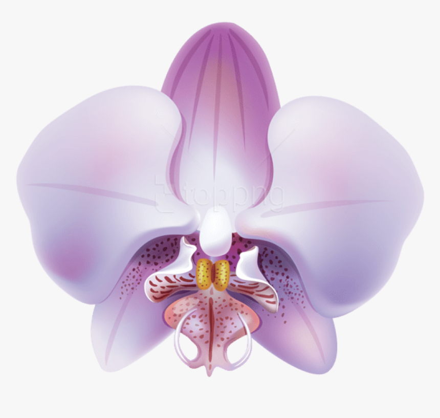 Purple,violet,moth Orchid,symmetry,clip Art,flowering - Orquideas Lilas Png, Transparent Png